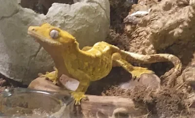 Here's my gecko, Petra