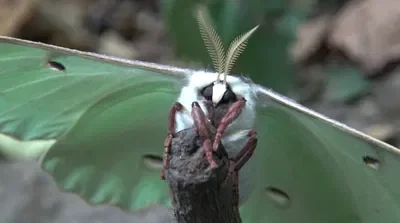 I HAVE A NEW OBSESSION WITH A ANIMAL!!!