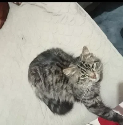 Important announcement (read the full thing please)