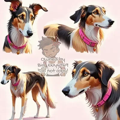 Jacky the elegant Saluki