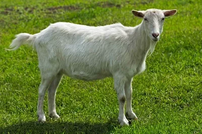 Jane the Goat (and co.)