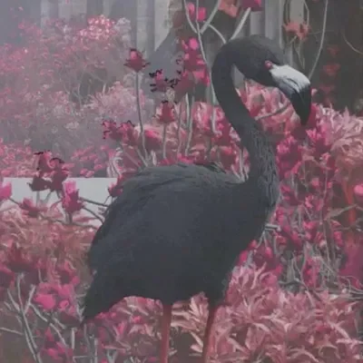 jerry the flamingo