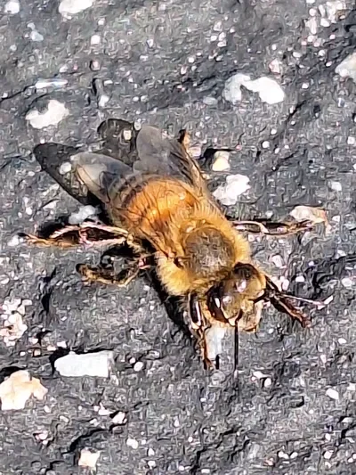 Just...a bee