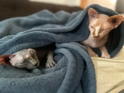 Kai Kai (the cat on the right)