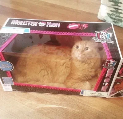 Kitty in the box