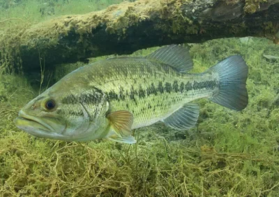 Lake fish
