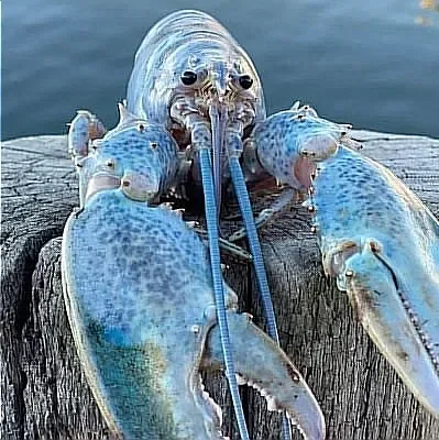 Langosta Azul del mal