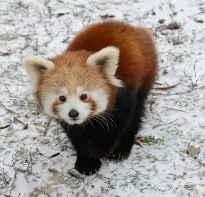 Life as a Red Panda