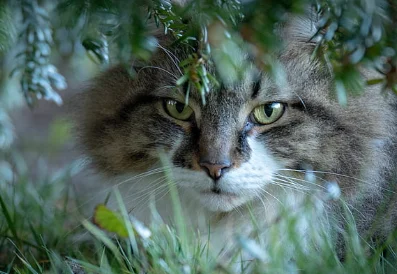 Lilypaw (She/her) ~Warrior cats RP!~