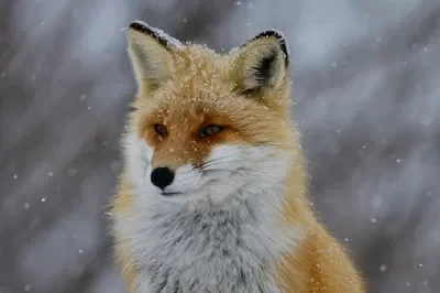 Literally just a fox