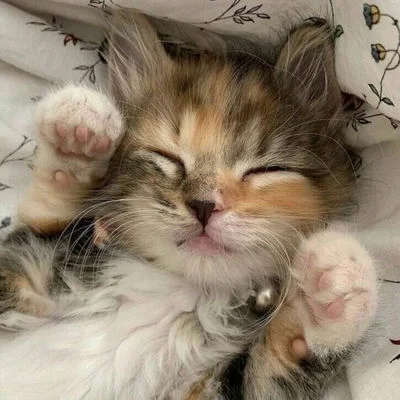 Luci the kitten