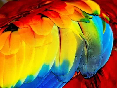 MACAW