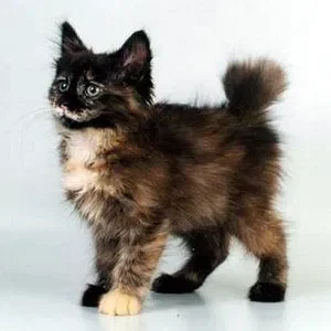 🥐☆𝑴arshmallow. . . ! {Baking!}