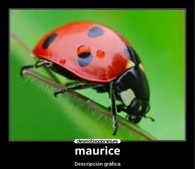 MAURICE