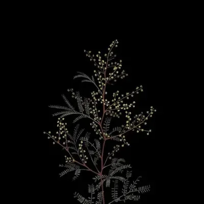 Mei Huilai | The Dark Sorcerer