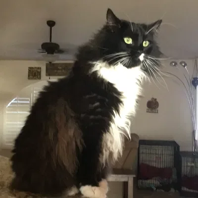 Mesha (your pet cat)