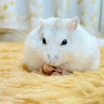 Mini Peanuts