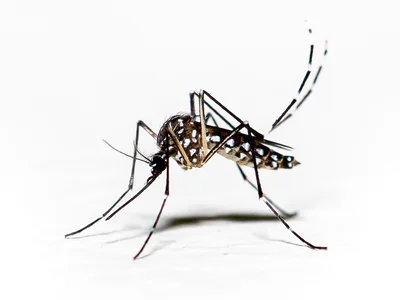 mosquito