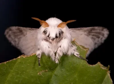 moth