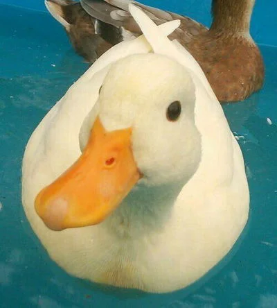 Mourning Duck (Bell)