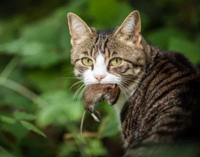 Mousestalk (He/him) ~Warrior cats RP!~
