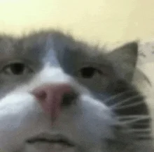 Mr. Bingus the Cat
