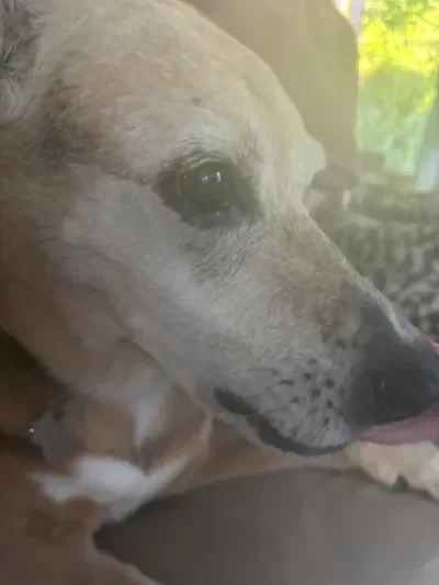 My dog ❤️