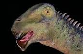nigersaurus