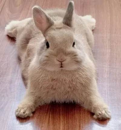 Netherland Dwarf