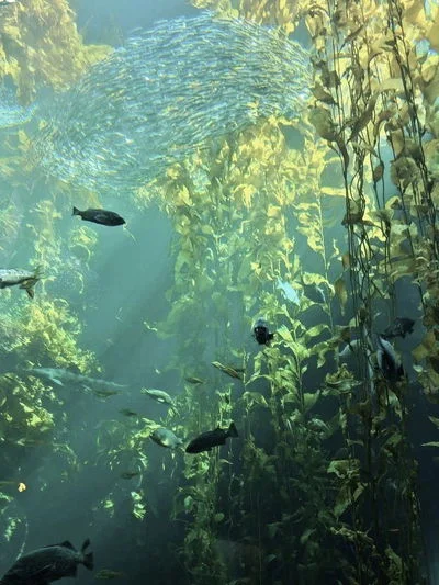 Ocean Kingdom