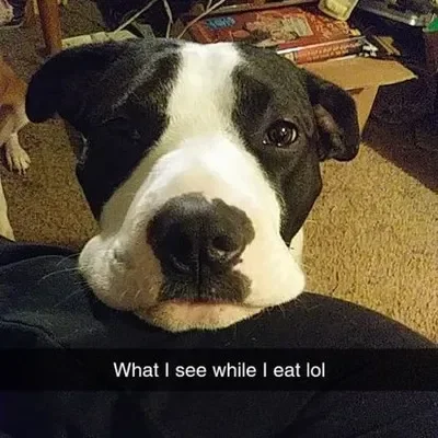 Odin | He's a good boy