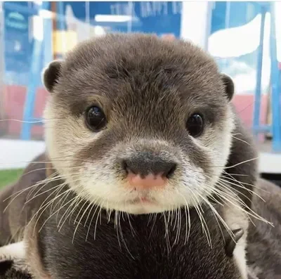 Ollie the otter 🦦