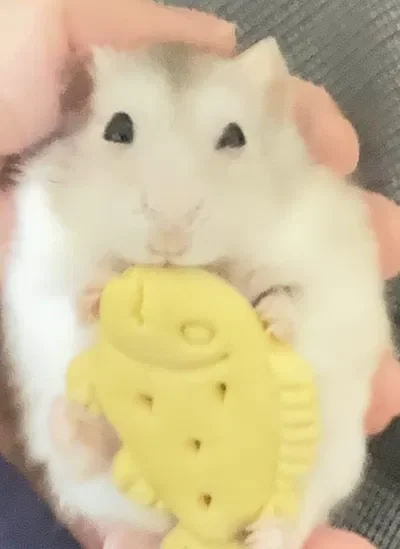 Peanut ٩( •̀ω•́ )۶