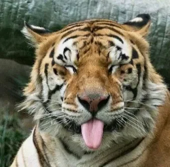 Peria Dasilite (MY OC!!)