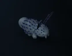 Pet sea bunny :3