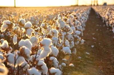 Pick Cotton