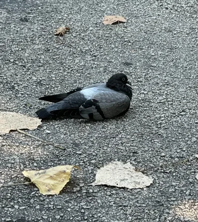Pigeon