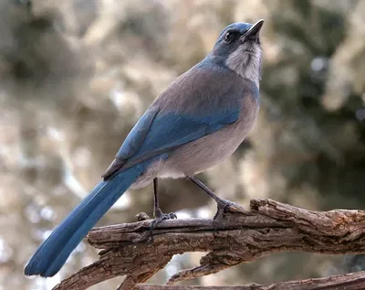 Pinyon Jay