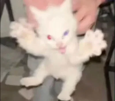 Plush Hollister