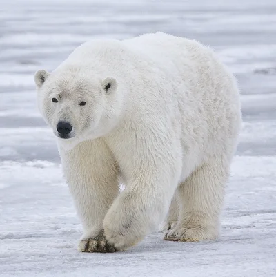 Poly the Polar Boar