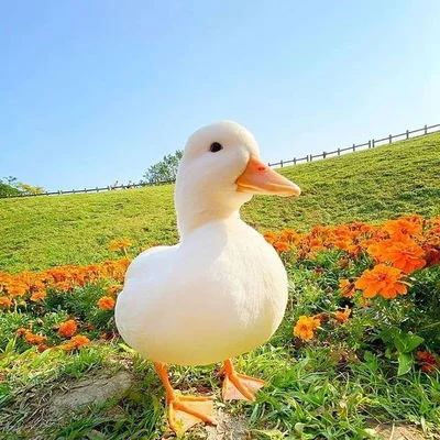 Possessive Duck (Quackers)