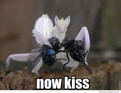 Praying Mantis