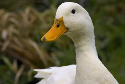Quackers the Duck
