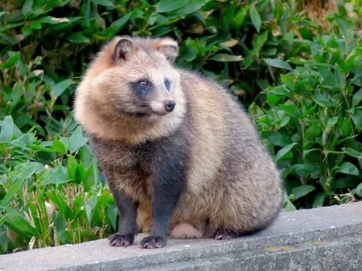 raccoon dog