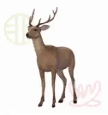 Random deer