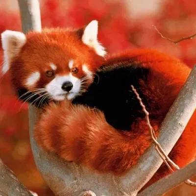 Red Panda