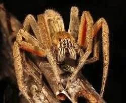 Red Thigh wandering Spider