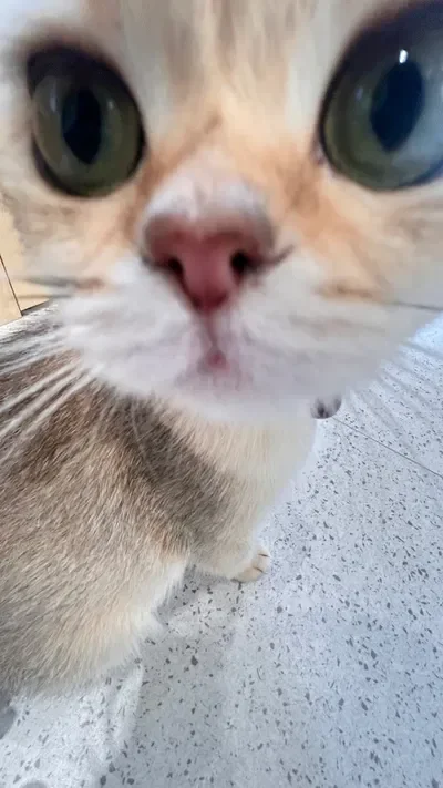 ~•{REQUEST BOT}•~