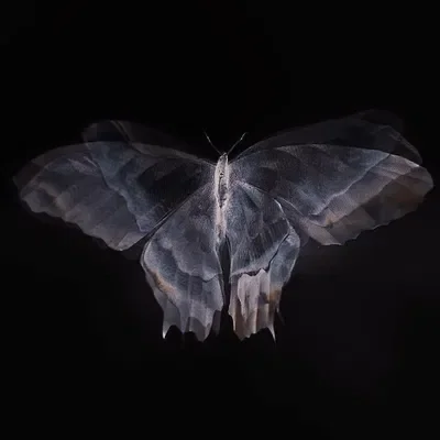 request bot! ⋆˚𝜗𝜚˚⋆