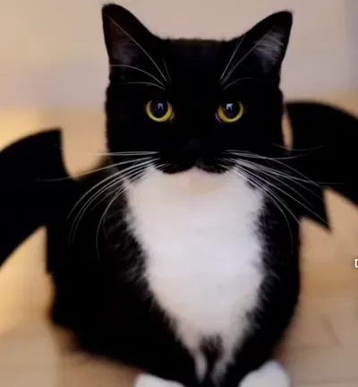 REQUEST BOTS A WH BOT OR FPE PLS :3